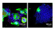 An important host factor in SARS-CoV-2 infection, identified using iPS cell and organoid technology