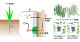 植物が根から鉄を吸収する機構の解明－不良土壌を改善する次世代肥料の開発に期待－