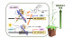 植物の成長を促す植物ホルモンの遺伝子発現調節の新しい仕組み―転写因子のDNA形状読み取りが遺伝子発現の方向を決める―