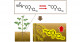 ダイズ根圏へのイソフラボン供給量を増やす酵素を発見―植物が機能性成分を根から土壌へ分泌するメカニズムの理解に貢献―
