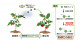 植物間コミュニケーションの仕組みを解明―受容した香りを防御物質に変える遺伝子発見―