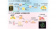霊長類の多能性幹細胞から卵母細胞の誘導に成功