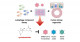 Autophagy-related compound screening for the development of COVID-19 therapeutics