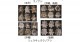 交雑帯は進化の実験場―ウノアシ種群の種分化―