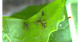 虫が残したフンやだ液などに含まれるDNA（環境DNA）から植物上にいる多種多様な虫を検出する方法を開発