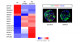 Identification of HHEX as a crucial factor in pancreatic endoderm differentiation using a human iPS cell differentiation model