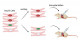 Am80, a retinoic acid receptor agonist, activates cell cycle in induced cardiomyocytes and enhances heart tissue engraftment