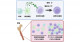 骨髄のNK細胞の分化に造血細胞が産生するIL-15が必須である―2種類の局在を示すNK細胞の新規分化モデル―