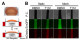 Stretching and stimulating engineered heart tissues to accurately portray hypertrophic cardiomyopathy