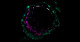 ナイーブ型ヒト多能性幹細胞による非統合胚モデルを用いて着床前から原腸陥入初期までのヒト初期発生を再現