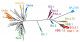 A comprehensive systematic characterization of the SARS-CoV-2 strain BA.2.86