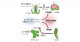 コケ植物の卵細胞を生み出す遺伝子を発見―陸上植物の生殖細胞をつくる機構とその進化―