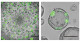 Constructing "on-gel" alveolar organoids as a new screening platform