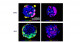 Micro-patterning-a new system to induce alveolar and airway epithelial cells