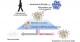 Elucidating pathogenic mechanisms underlying α-synucleinopathy-related dementia using patient iPSC-derived neurons