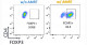 Suppressing Graft-versus-host Disease Using Immunosuppressive iPS Cell-derived Regulatory T Cells