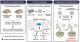 Enhancing the efficacy of cell transplantation therapy for stroke or traumatic brain injury