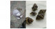 マイクロプラスチックが海洋生態系を変える？―マイクロプラスチック浸出液がマツバガイの捕食者回避に与える影響―