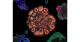 Seeing is believing: Leveraging defining morphological features for accurate selection of brain organoids