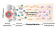 Preventing painful BMP-9-mediated flare-ups in fibrodysplasia ossificans progressiva