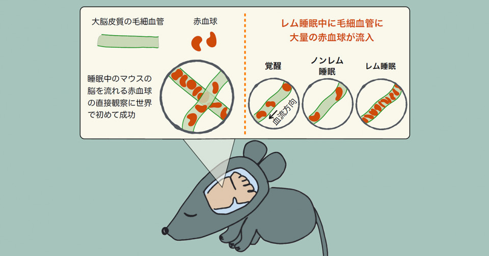 溶液中で発光しない分子が固体中で発光するメカニズムを解明 -固体中で分子間に形成される擬縮退した励起状態からの内部転換の抑制-