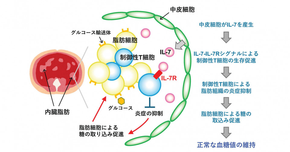 天然記念物ヒブナの起源を解明―クローン繁殖のはずなのにキンギョと交雑― | 京都大学