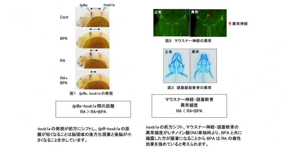 天然記念物ヒブナの起源を解明―クローン繁殖のはずなのにキンギョと交雑― | 京都大学