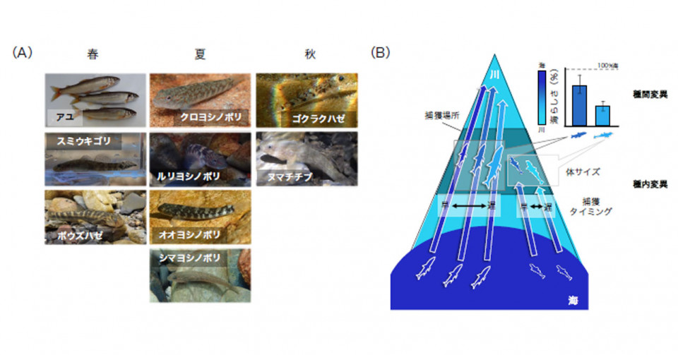 天然記念物ヒブナの起源を解明―クローン繁殖のはずなのにキンギョと交雑― | 京都大学