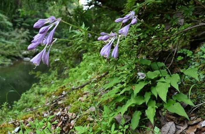 新種のギボウシ属植物を発見―他種と混同されていた高知県の集団を新種