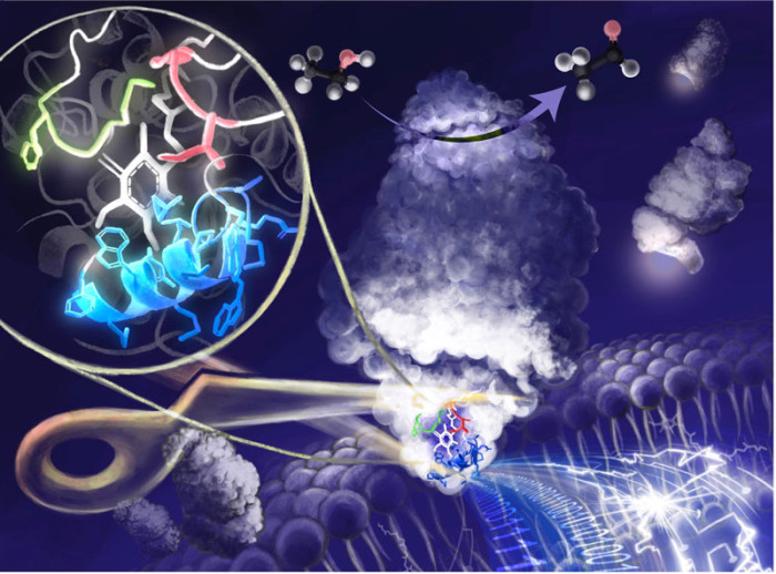 構造情報と計算科学を駆使して膜酵素を可溶化―酵素を利用した生物電気