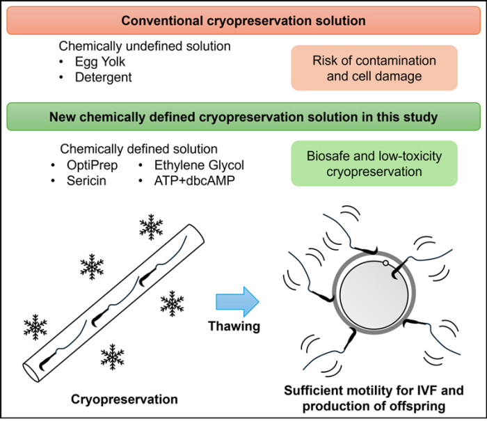 2610-main-asano_Press-release-Rat-sperm-cryopreservation.jpg