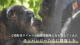 野生動物研究センター「熊本サンクチュアリ」は、ウイルスの医学的実験を受けたチンパンジーたちに、治療薬を購入するためクラウドファンディングを開始しました